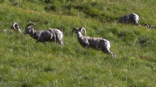Un carnero de oveja de cuerno grande mira a la cámara en el paso del lema en el parque nacional del glaciar — Vídeo de stock