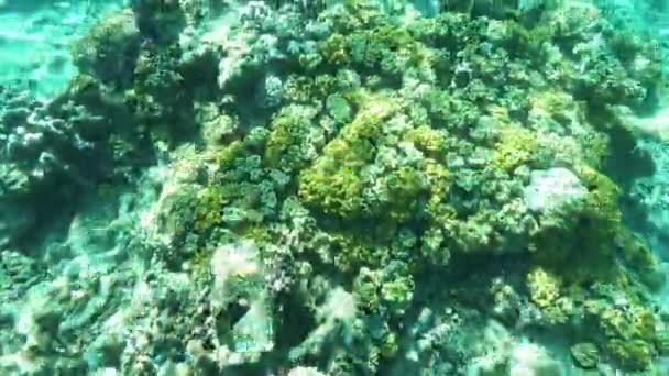 Una vista submarina de los corales de cuero amarillo que crecen en el arrecife del arco iris de fiji — Vídeo de stock