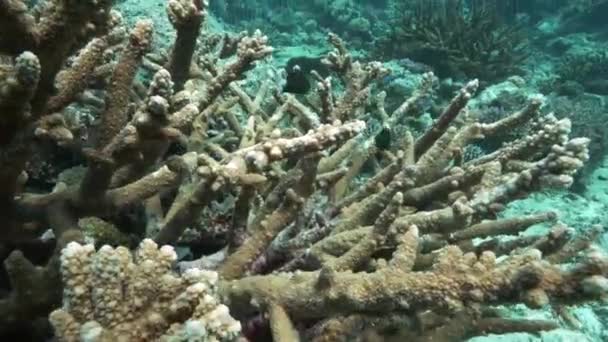 Perto de acropora coral e damselfish no recife do arco-íris — Vídeo de Stock