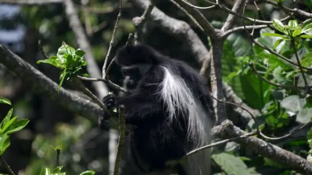 木の中の白と黒のバス猿が有珠山国立公園の葉を食べる — ストック動画