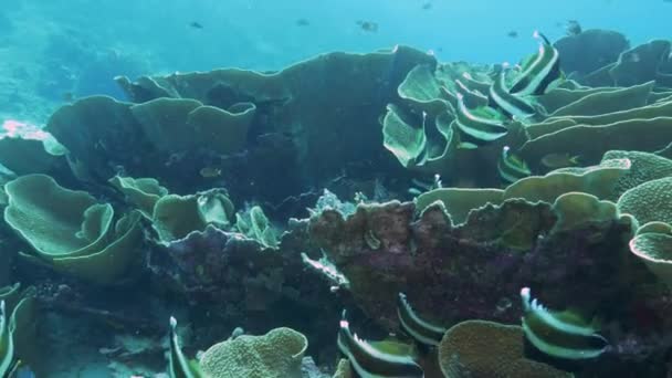 Varios peces bandera con cuernos y coral de desplazamiento amarillo en el arrecife de arcoíris de fiji — Vídeos de Stock