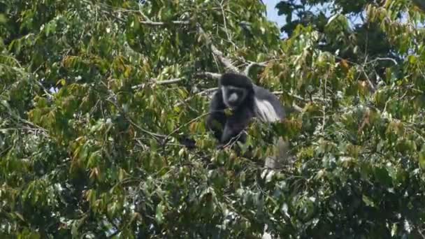 A colobus monkey feeding at arusha national park — Stock Video