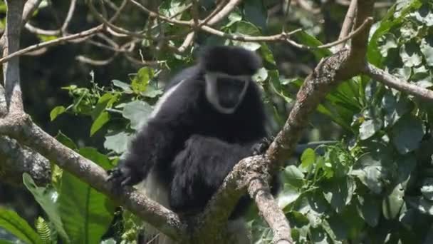Ein schwarz-weißer Colobusaffe auf einem Baum, der in die Kamera blickt — Stockvideo