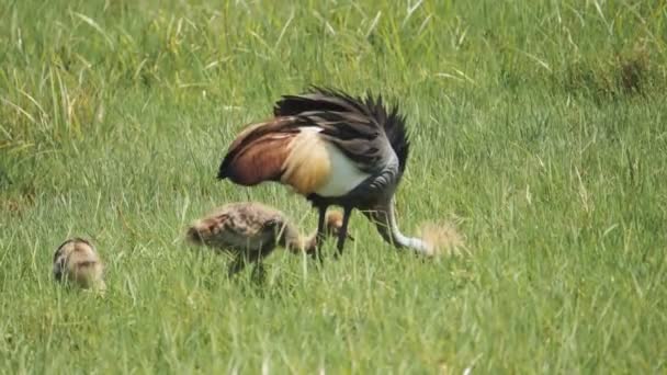 Slow motion shot of an adult crowned crane and its chicks hunting for food at arusha national park — Stock Video