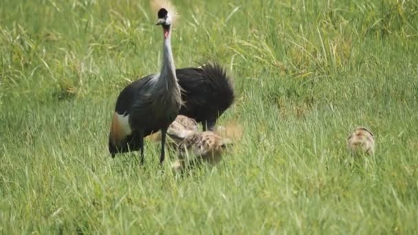 Uno scatto al rallentatore di una gru coronata che guarda verso il parco nazionale di Arusha — Video Stock