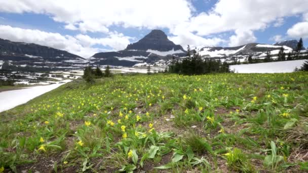 Széles lövés gleccser liliomok növekvő logan pass a gleccser nemzeti park — Stock videók