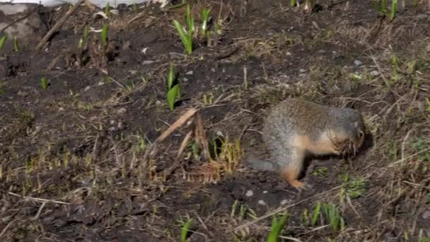 Egy darált mókus gyűjti a füvet a logan pass-nál a gleccser nemzeti parkban — Stock videók
