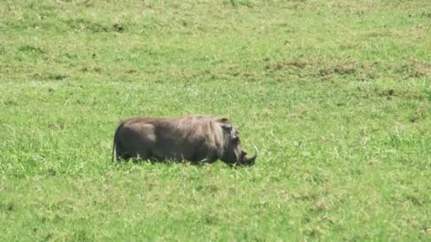 Ett 4K 60p-klipp av en vårtsvin som matar i Arusha nationalpark — Stockvideo