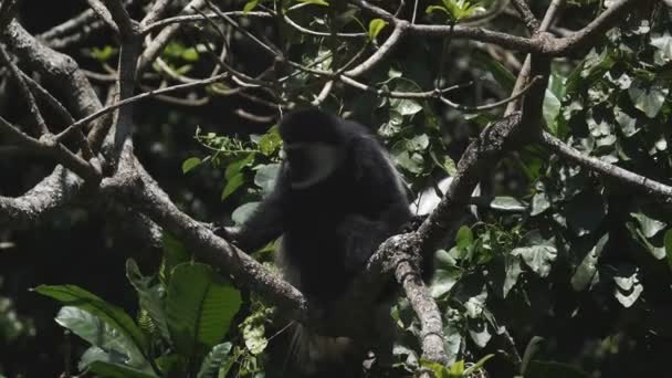 Slow motion of a black and white colobus monkey feeding at arusha national — Stock Video