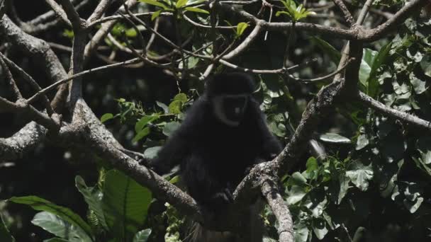 Slow motion clip of a black and white colobus monkey scratching at arusha national park — Stock Video