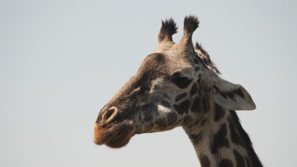 Slow motion close up clip of a giraffe chewing at arusha national park — Stock Video