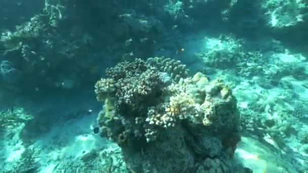スキューバダイビング虹のサンゴ礁で指サンゴのショット — ストック動画