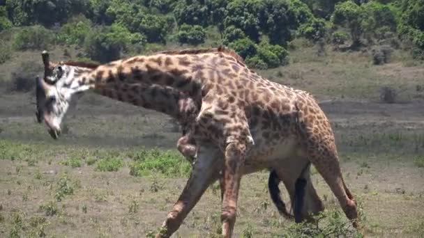 Два чоловіки жирафа борються за домінування в національному парку Аруша — стокове відео