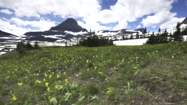 Gleccser liliomok rét virágzik a Logan hágónál a gleccser nemzeti parkban — Stock videók