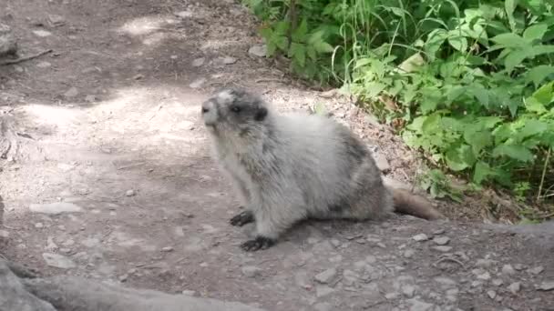 Zijaanzicht van een marmot op een pad bij gletsjer nationaal park — Stockvideo