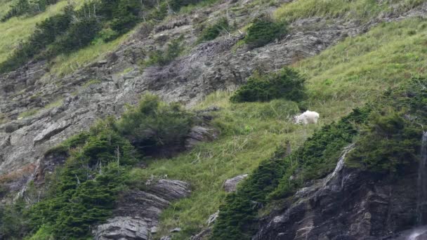 Egy hegyi kecske legel egy szikla felett a gleccser közelében a gleccser nemzeti parkban. — Stock videók