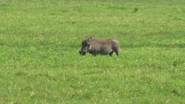 Bir yaban domuzu Arusha Ulusal Parkı 'ndaki yemyeşil çimlerle besleniyor. — Stok video