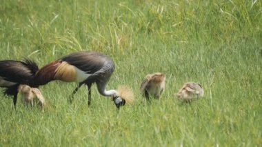 Arusha Ulusal Parkı 'nı besleyen bir vinç ailesinin 180p yavaş çekimi.