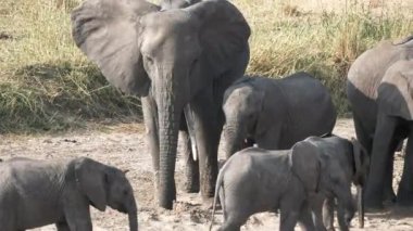 Tarangire Ulusal Parkı 'ndaki kurumuş bir nehir yatağındaki deliklerden su içen filler