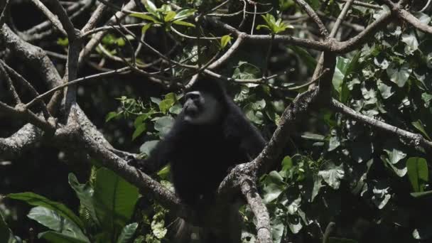 アーシャ国立公園のカメラに面した白黒のバス猿のスローモーションクリップです — ストック動画