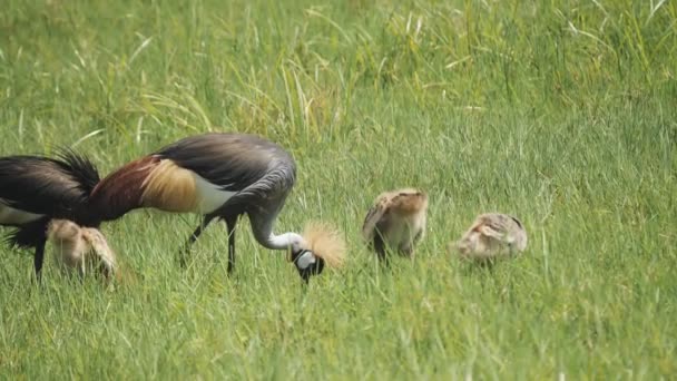 A 180p slow motion shot of a crowned crane family feeding arusha national park — Stock Video