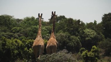 Arusha Ulusal Parkı 'ndaki kameradan uzaklaşan iki zürafanın yavaş çekim görüntüleri.