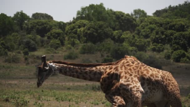 180p slow motion shot męskiej żyrafy walczącej w parku narodowym Arusha — Wideo stockowe