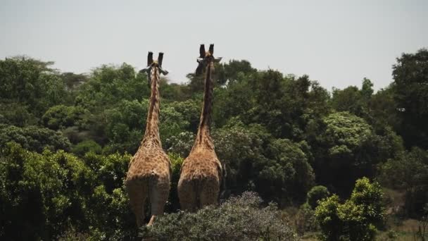 Tiro em câmera lenta de duas girafas afastando-se da câmera no parque nacional de arusha — Vídeo de Stock