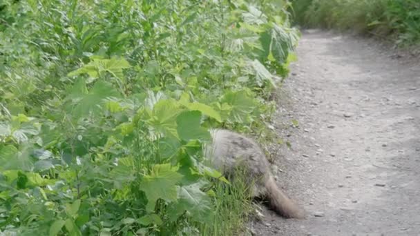 Marmot berdiri di tempatnya di Taman Nasional Gletser. — Stok Video