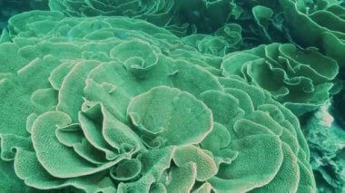 Fiji gökkuşağı resifinde sarı parşömen mercanlarının yüksek açılı görüntüsü