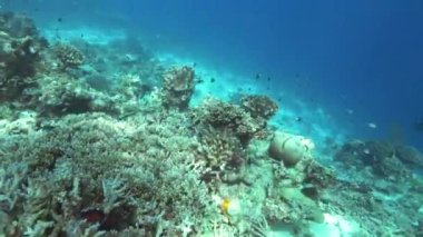 Fiji gökkuşağı resifinde büyüyen taşlı mercan.