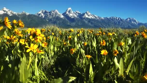 Een close-up gimbal schot lopen tussen gele balsamwortel bloemen met grand teton op de achtergrond — Stockvideo