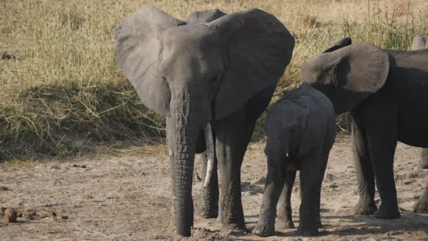 Clip al rallentatore di un elefante che si stringe fino alla madre nel parco nazionale di Tarangire — Video Stock