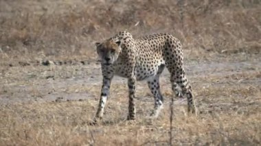 Tarangire Ulusal Parkı 'nda kameraya doğru yürüyen bir çita.