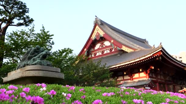 ТОКИО, Япония - 20 апреля 2018 года: цветы азалии перед храмом сэнсо-дзи в Токё — стоковое видео