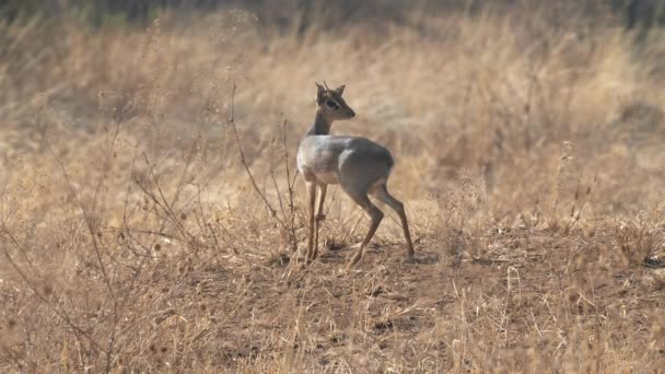 Dik Dik Antelope rozgląda się po parku narodowym Tarangire — Wideo stockowe