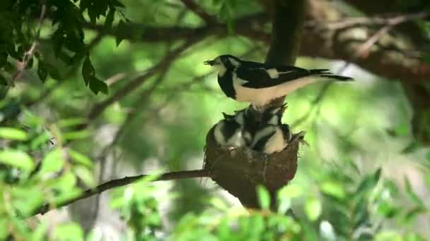 Magpie lärka förälder mata spädbarn på ett bo i Australien — Stockvideo