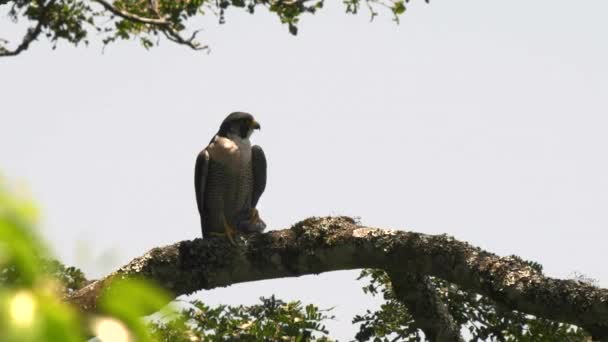 Сокіл сидить на дереві в національному парку Ашуша — стокове відео
