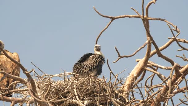 Молодой стервятник сидит на гнезде и гордится своими перьями в национальном парке Тарангире. — стоковое видео