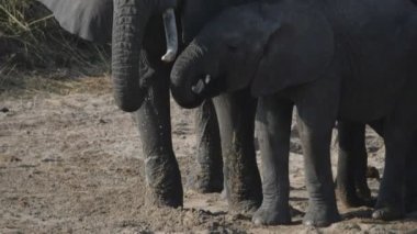 Tarangire Ulusal Parkı 'nda kurak bir nehir yatağında kazdıkları çukurlardan su içen fillerin yavaş çekim videosu.