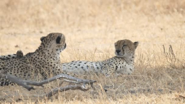 A slow motion clip of two cheetahs, with one licking its mouth, at tarangire national park — Stock Video