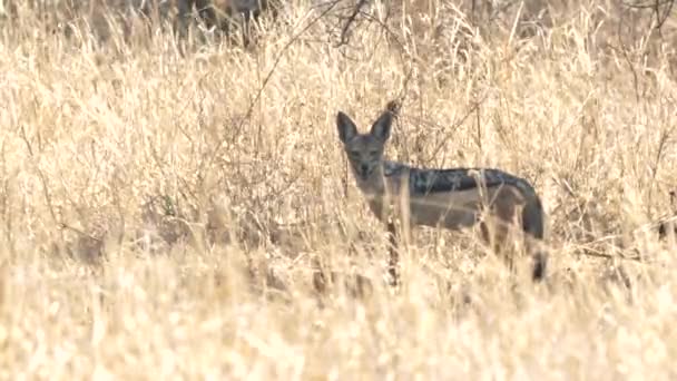 Um chacal apoiado preto olha para a câmera no parque nacional de tarangire — Vídeo de Stock
