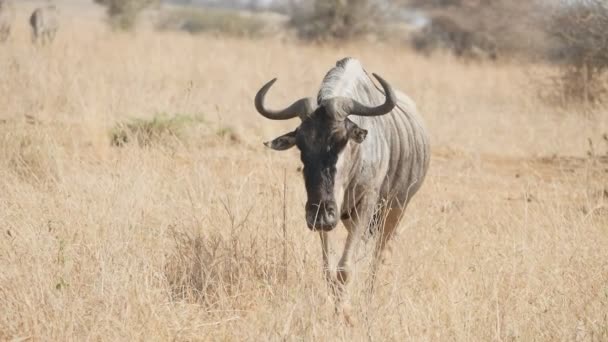 Un lent plan rapproché d'un gnu mâle marchant vers la caméra du parc national de Tarentgire — Video
