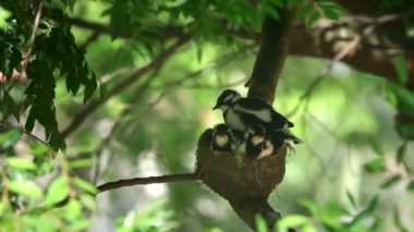 Yavru bir saksağan tarlakuşu kanatlarını uzatır.