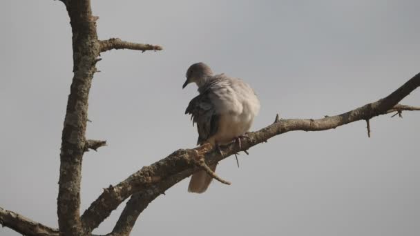 Clip de movimento lento de uma pomba em luto em uma árvore preening suas costas no parque nacional de tarangire — Vídeo de Stock