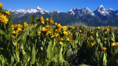 Amerika Birleşik Devletleri 'ndeki Grand Teton Ulusal Parkı' nın arka planında sarı çiçek tarlasında yürüyorum.