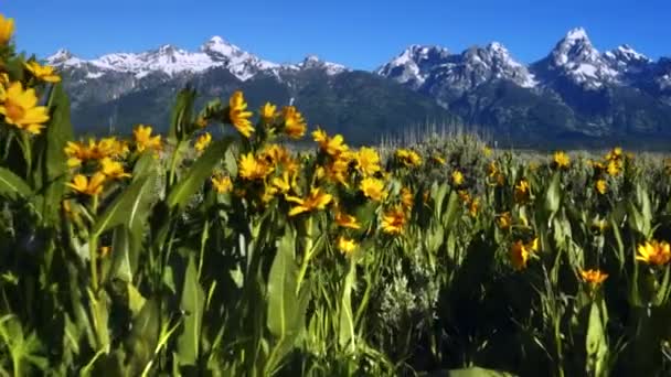 Wandelen Een Veld Van Gele Bloemen Met Grand Teton Achtergrond — Stockvideo