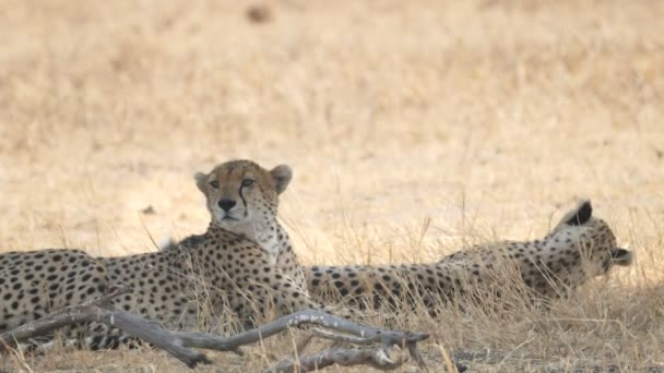 Замедленная съемка гепарда, отдыхающего в тени, катающегося на спине в национальном парке Таранжир — стоковое видео