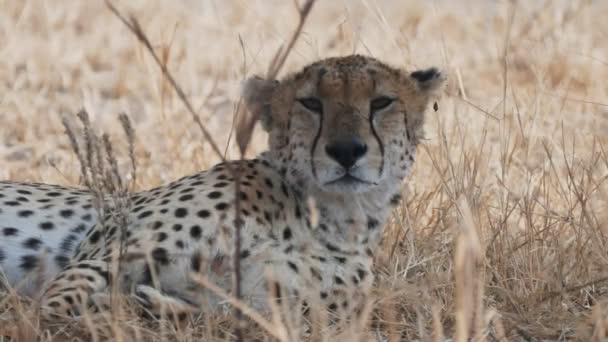 Ein schläfriger Gepard legt sich im Tarangire-Nationalpark hin — Stockvideo