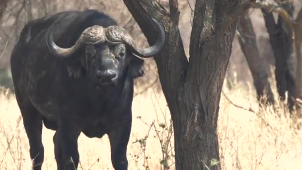 Manlig cape buffel tittar på kameran i tarangire — Stockvideo